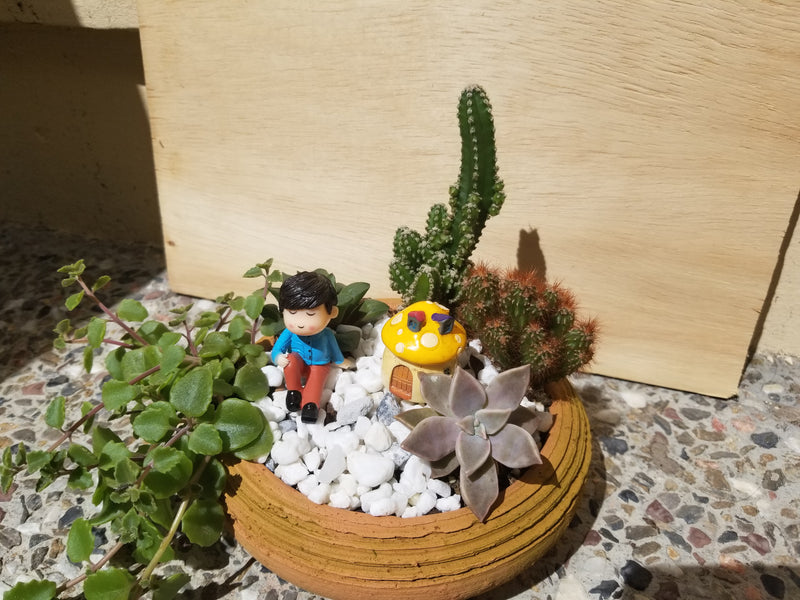 Miniature Fairy Garden and Succulent Arrangement