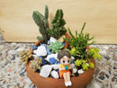 Miniature Fairy Garden and Succulent Arrangement