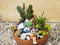 Miniature Fairy Garden and Succulent Arrangement