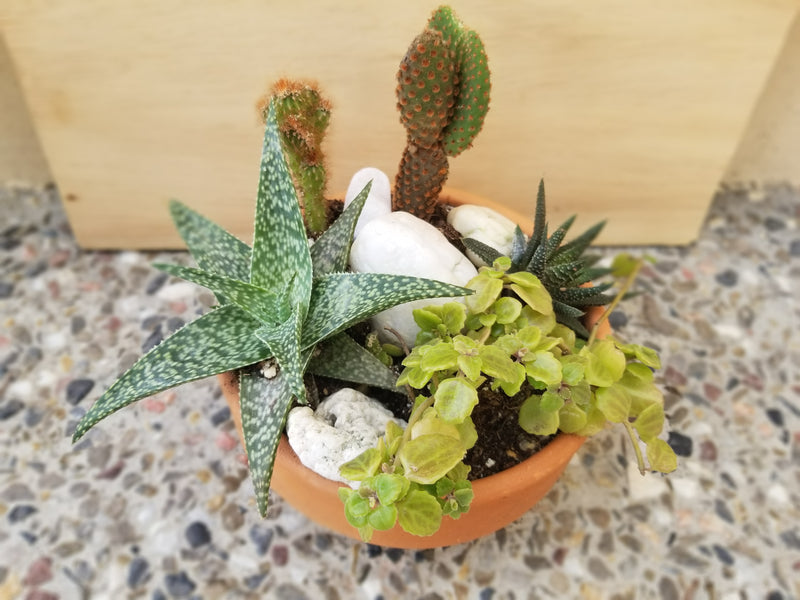 Succulent Arrangement