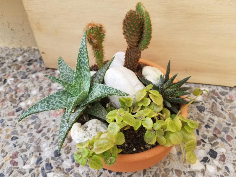 Succulent Arrangement