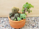 Miniature Succulent Arrangement