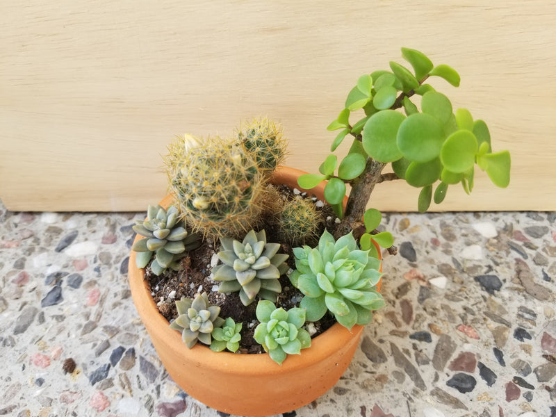 Miniature Succulent Arrangement