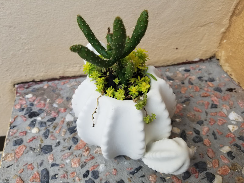 Succulent Arrangement