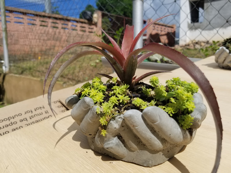 Succulent Arrangement