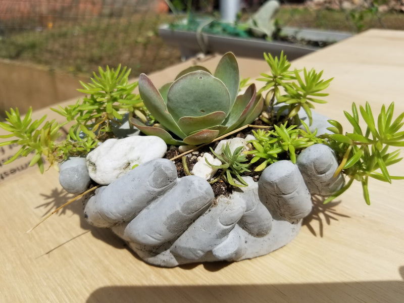 Succulent Arrangement