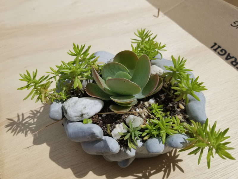 Succulent Arrangement