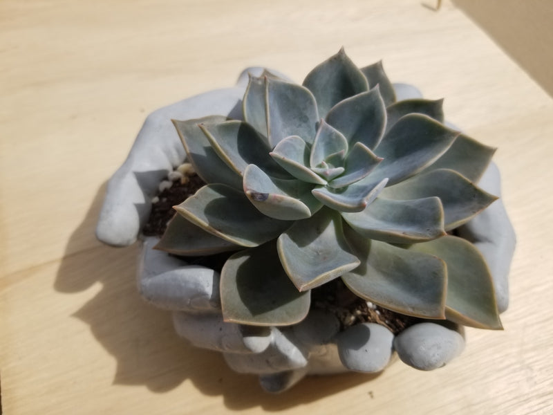 Succulent Arrangement