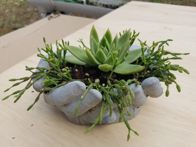 Succulent Arrangement