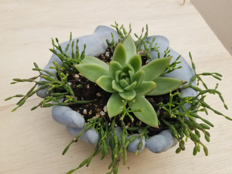 Succulent Arrangement