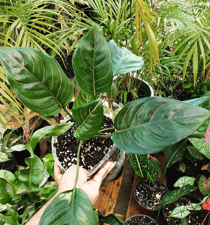 aglaonema commutatum red vein Aglaonema commutatum 'Red vein'