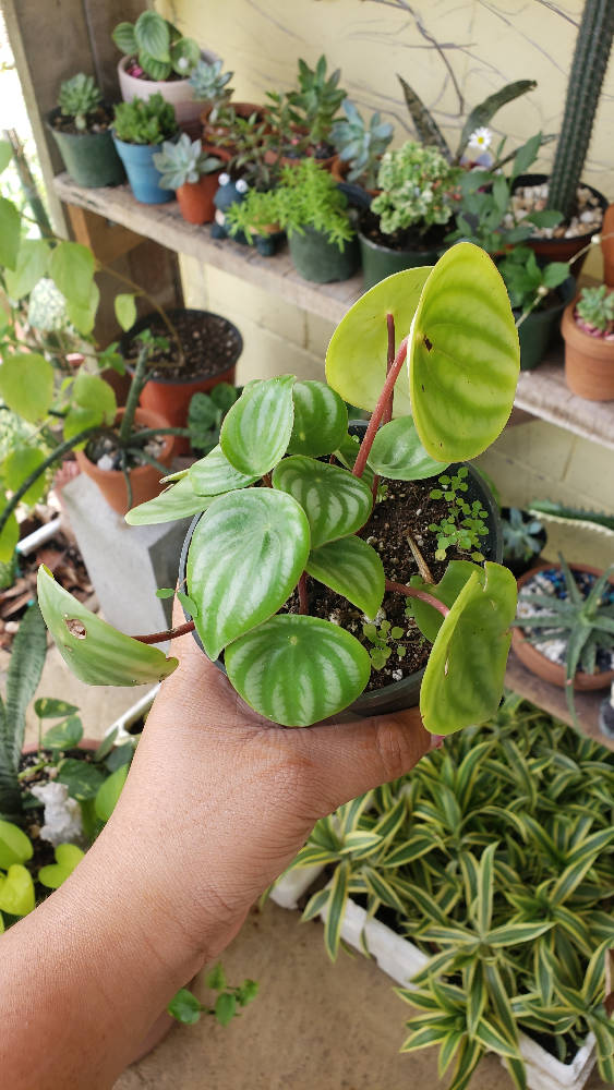 Watermelon peperomia